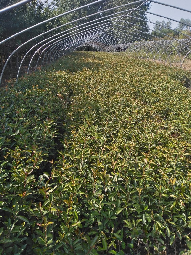 红叶石楠苗，大，小杯工程用苗，基地发货，支持量大