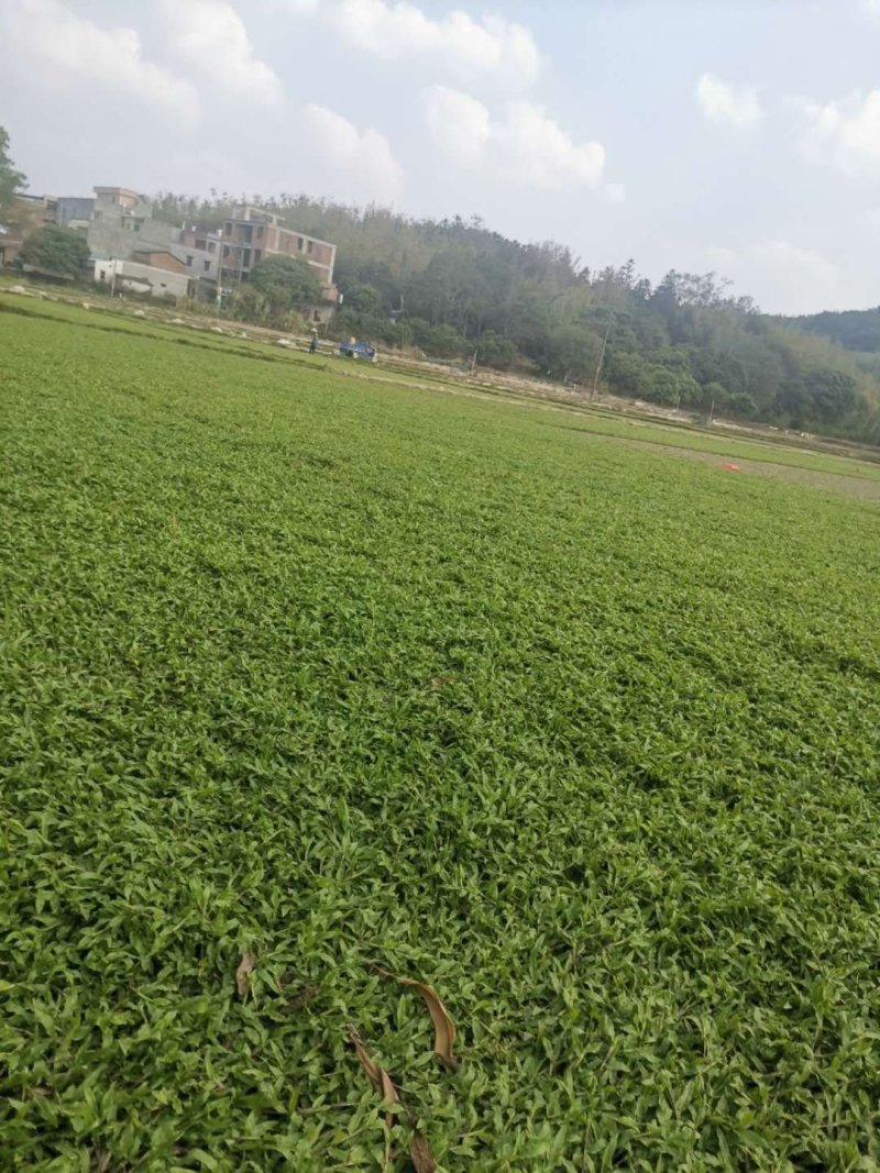 金品大叶油草长期供应物美价廉