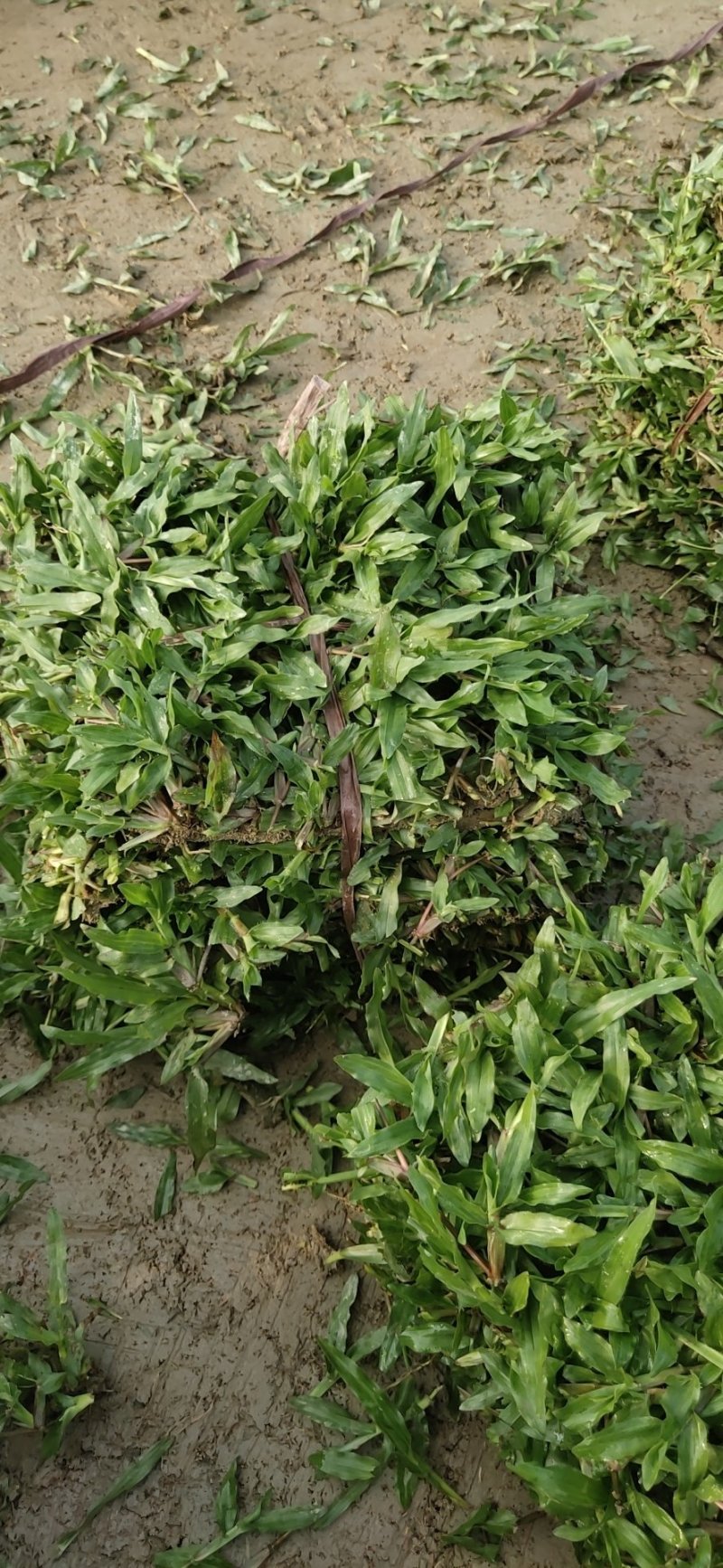 金品大叶油草长期供应物美价廉