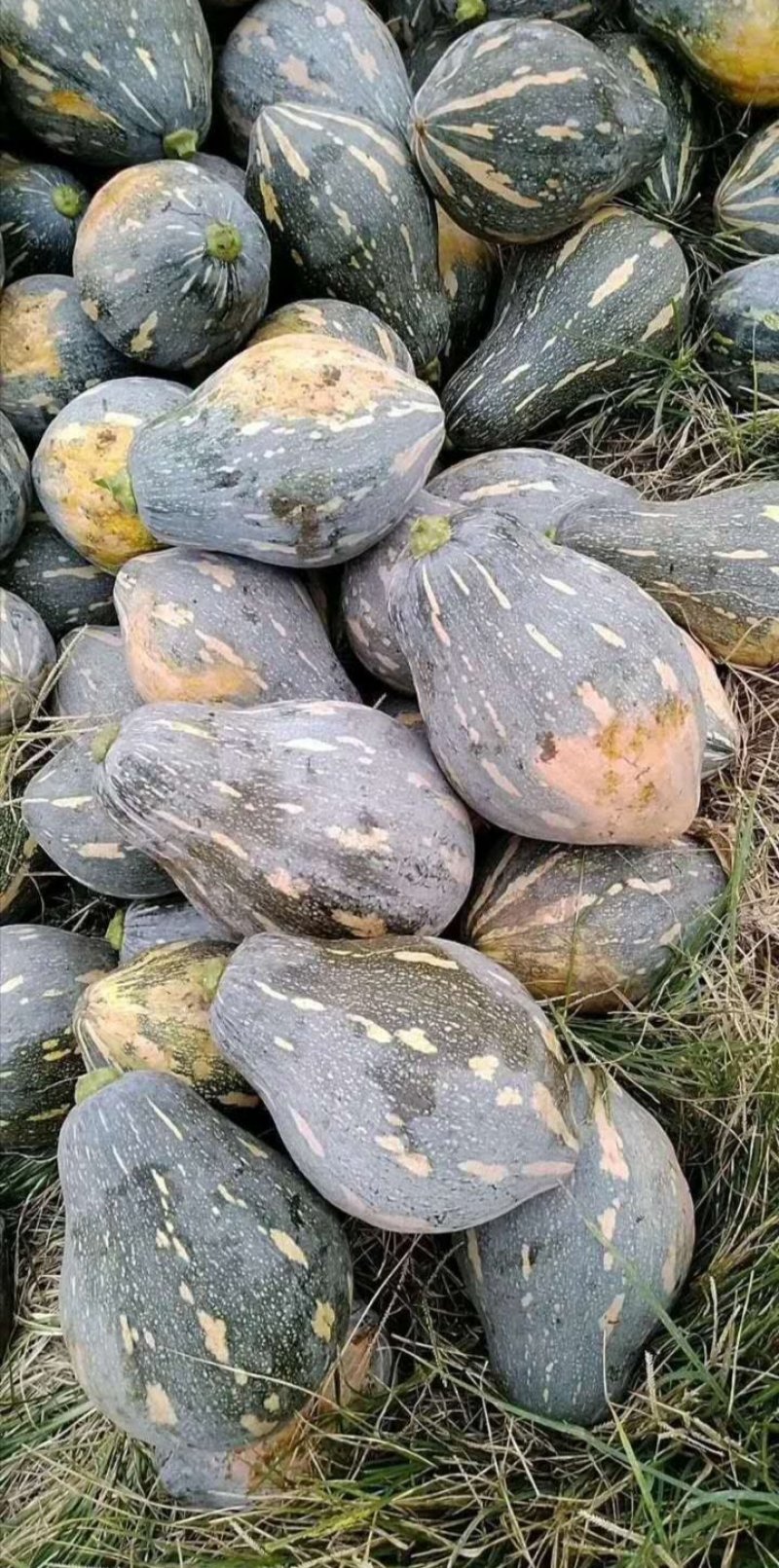 香芋南瓜高端品种南瓜。
