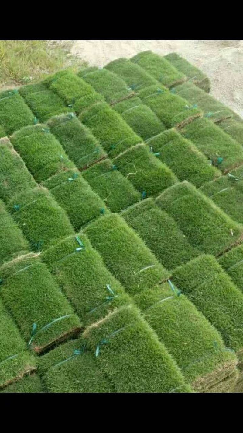 台湾草