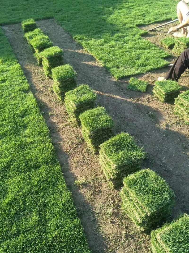 台湾草
