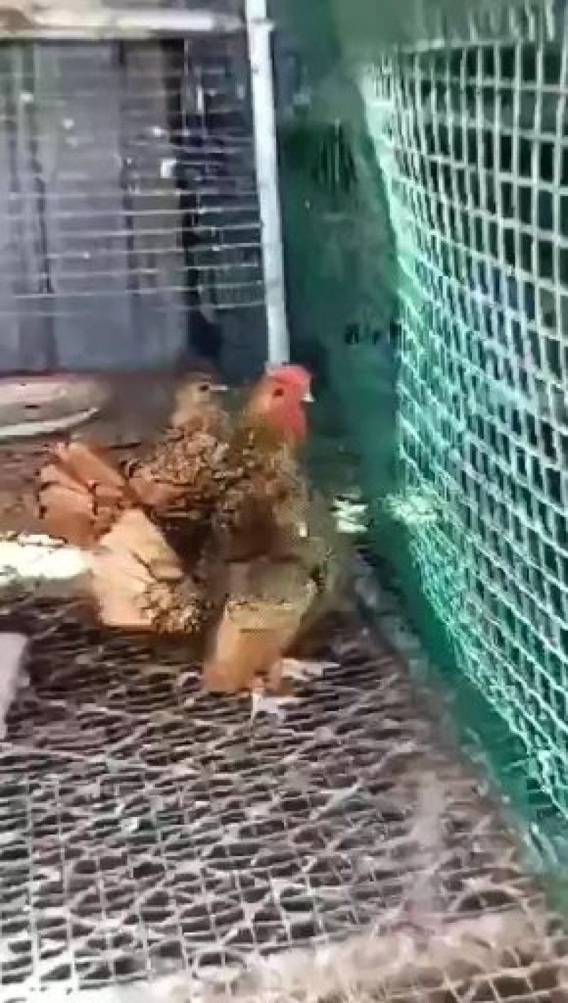 婆罗门鸡种蛋。婆罗门鸡种蛋。波兰鸡种蛋。长尾鸡种蛋。帽子