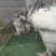 婆罗门鸡种蛋。婆罗门鸡种蛋。波兰鸡种蛋。长尾鸡种蛋。帽子