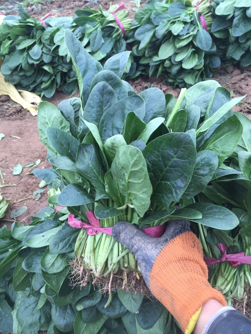 精品小菠菜大叶菠菜，叶厚口感好，品质保障，基地市场直发