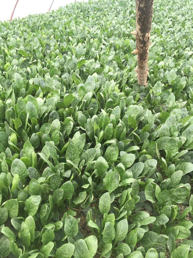 精品小菠菜大叶菠菜，叶厚口感好，品质保障，基地市场直发