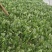 精品小菠菜大叶菠菜，叶厚口感好，品质保障，基地市场直发
