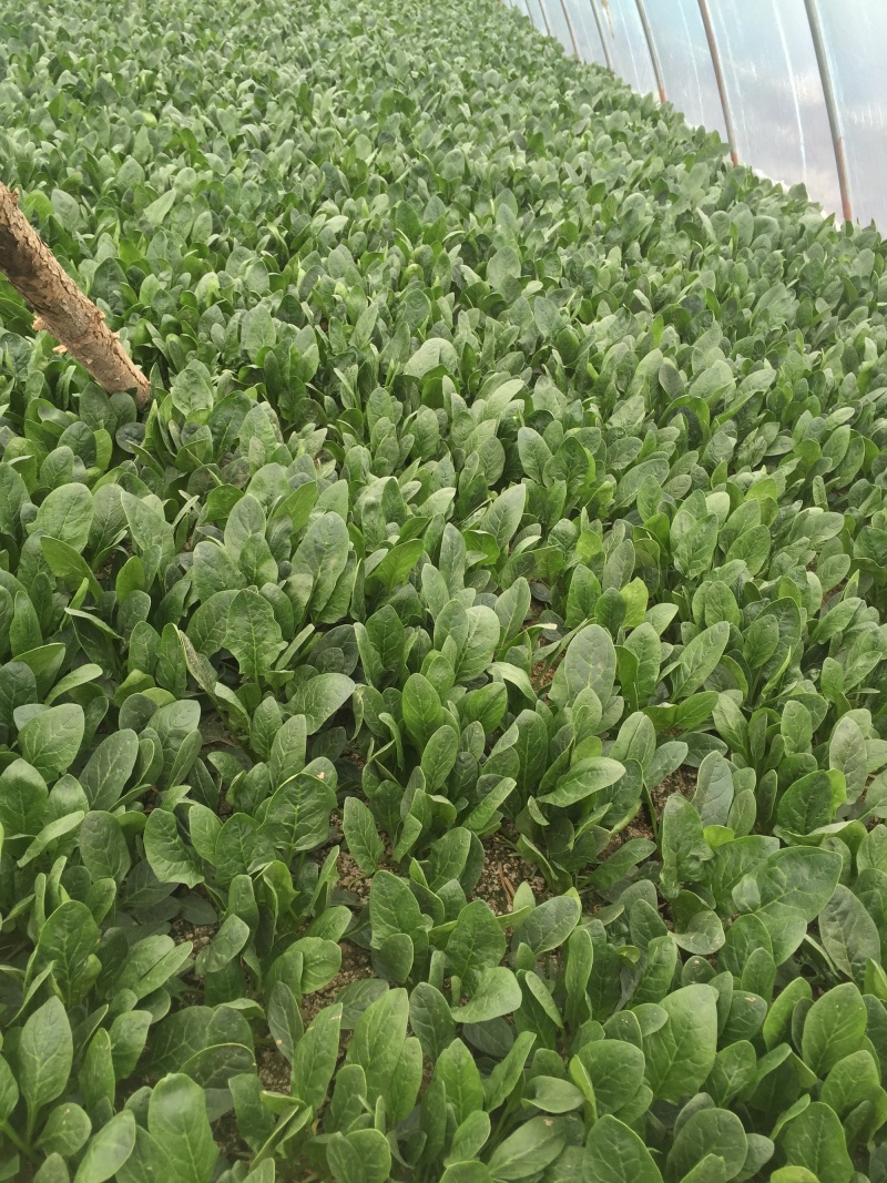 精品小菠菜大叶菠菜，叶厚口感好，品质保障，基地市场直发