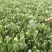 精品小菠菜大叶菠菜，叶厚口感好，品质保障，基地市场直发