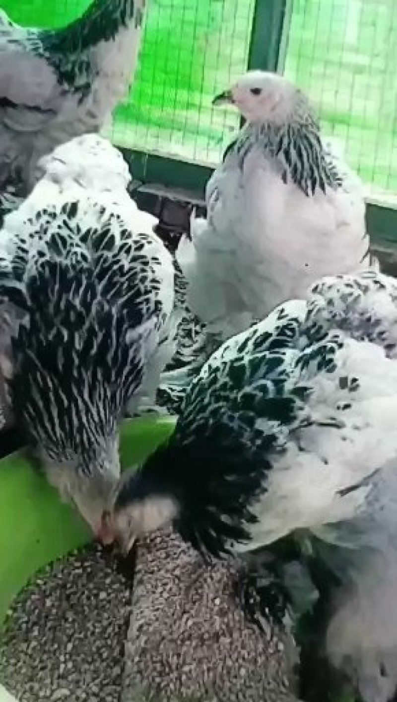 婆罗门鸡种蛋。婆罗门鸡种蛋。波兰鸡种蛋。长尾鸡种蛋。帽子