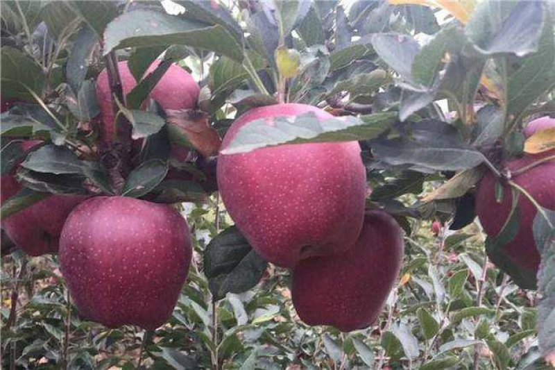 新品种鲁丽苹果树苗南北果园种植嫁接早熟鲁丽苹果苗地栽