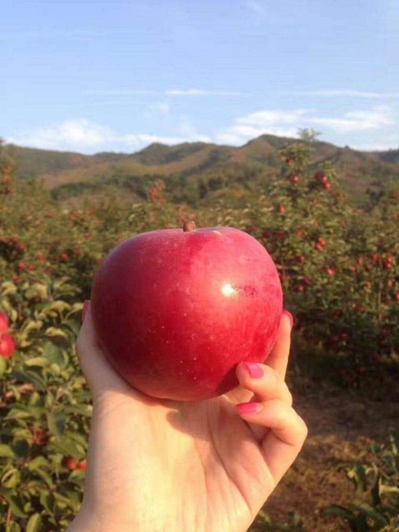 新品种鲁丽苹果树苗南北果园种植嫁接早熟鲁丽苹果苗地栽