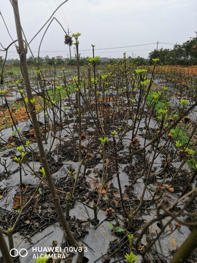 冒着大雨给客户挖7000扦插苗