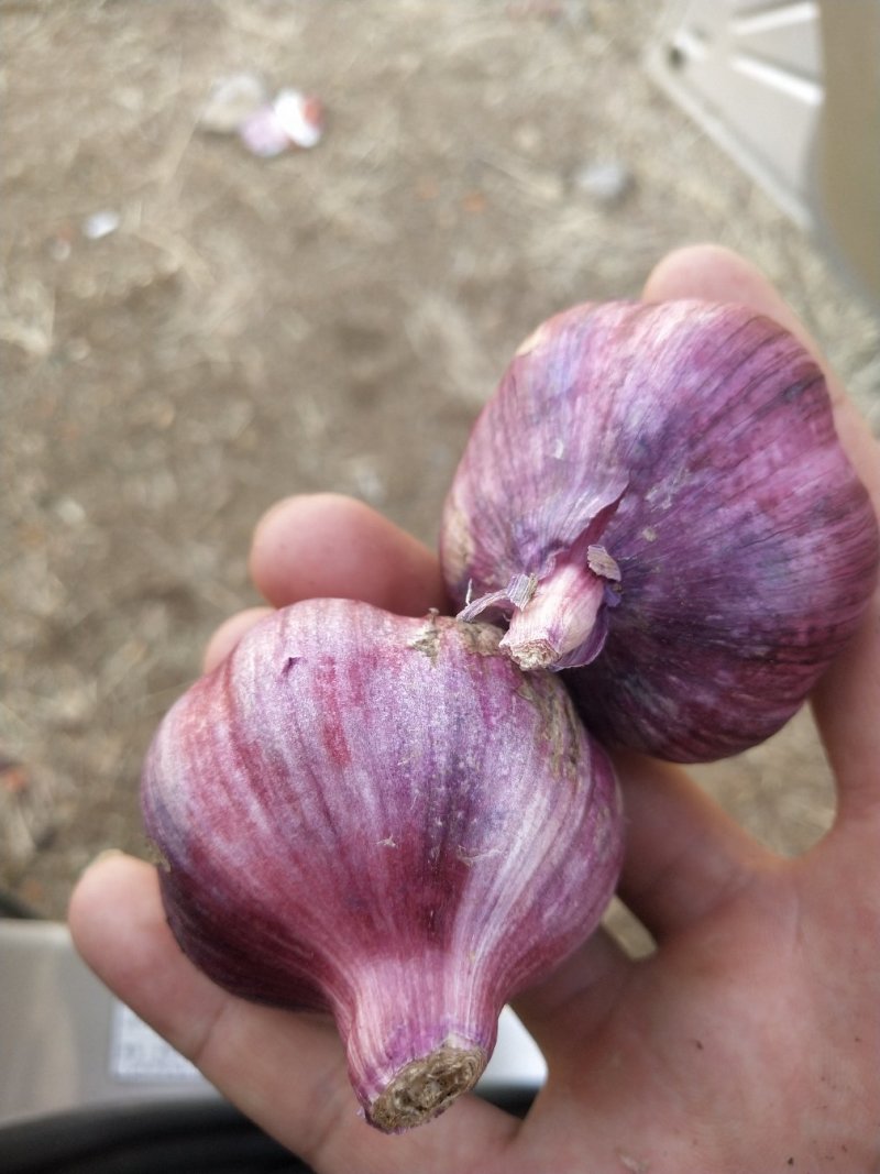 云南精品紫皮大蒜多瓣蒜场地直供，一手货源