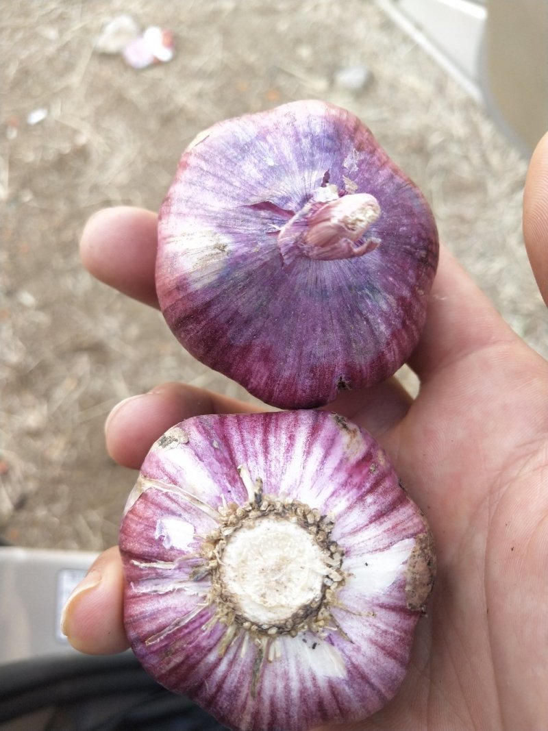 云南精品紫皮大蒜多瓣蒜场地直供，一手货源