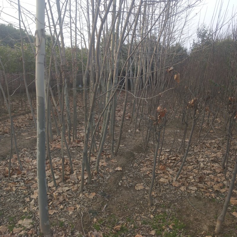 精品法桐，杆直大量出售。