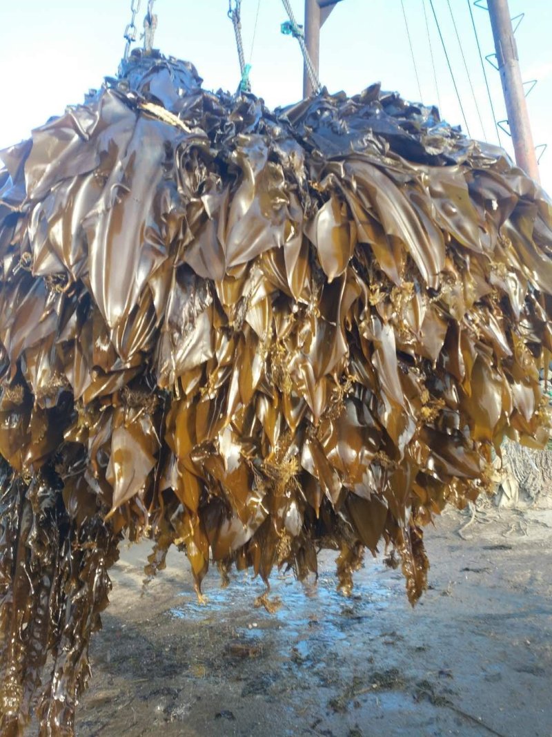 大连海带人工养植无污染产地直销