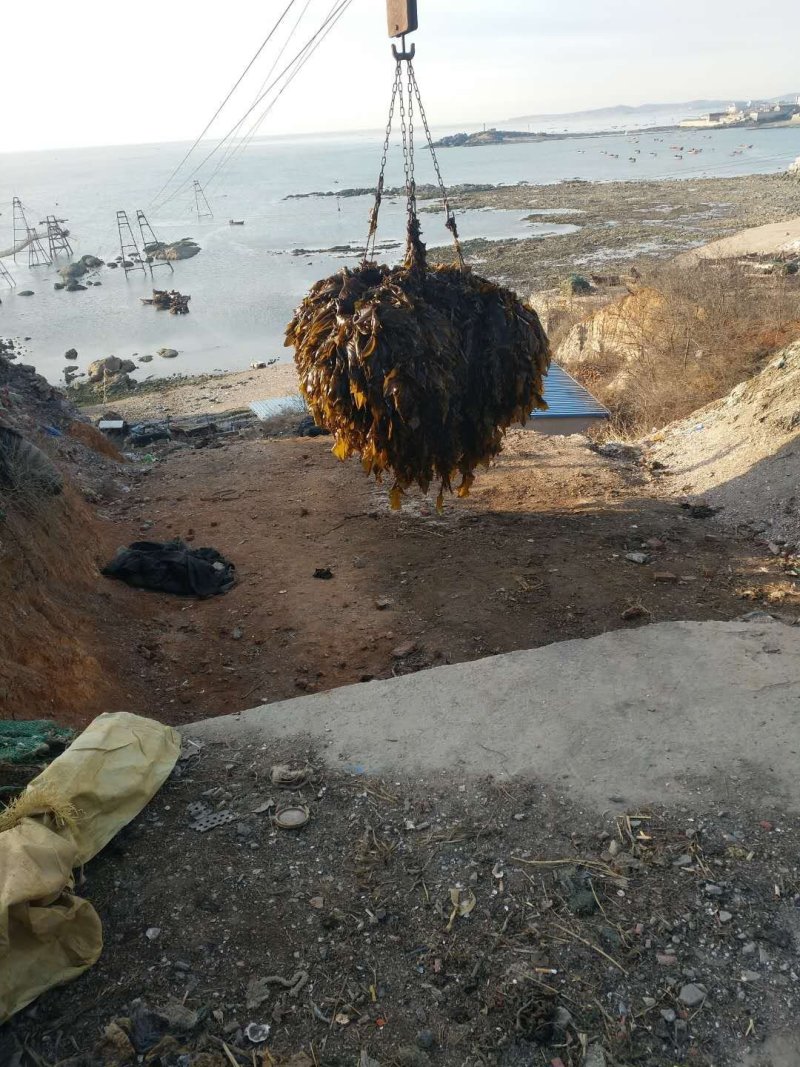 大连海带人工养植无污染产地直销