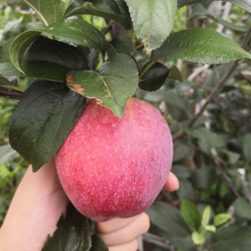 新品种鲁丽苹果树苗南北果园种植嫁接早熟鲁丽苹果苗地栽