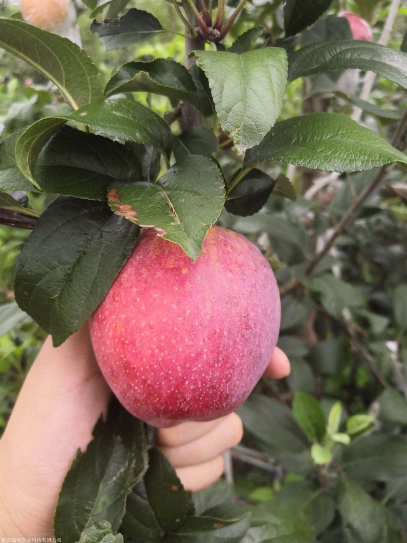 新品种鲁丽苹果树苗南北果园种植嫁接早熟鲁丽苹果苗地栽