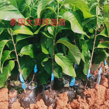 泰国释迦果苗2年嫁接苗