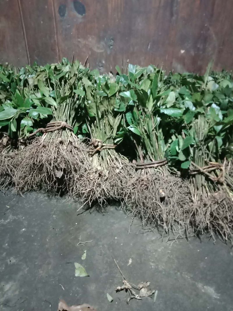 草珊瑚苗