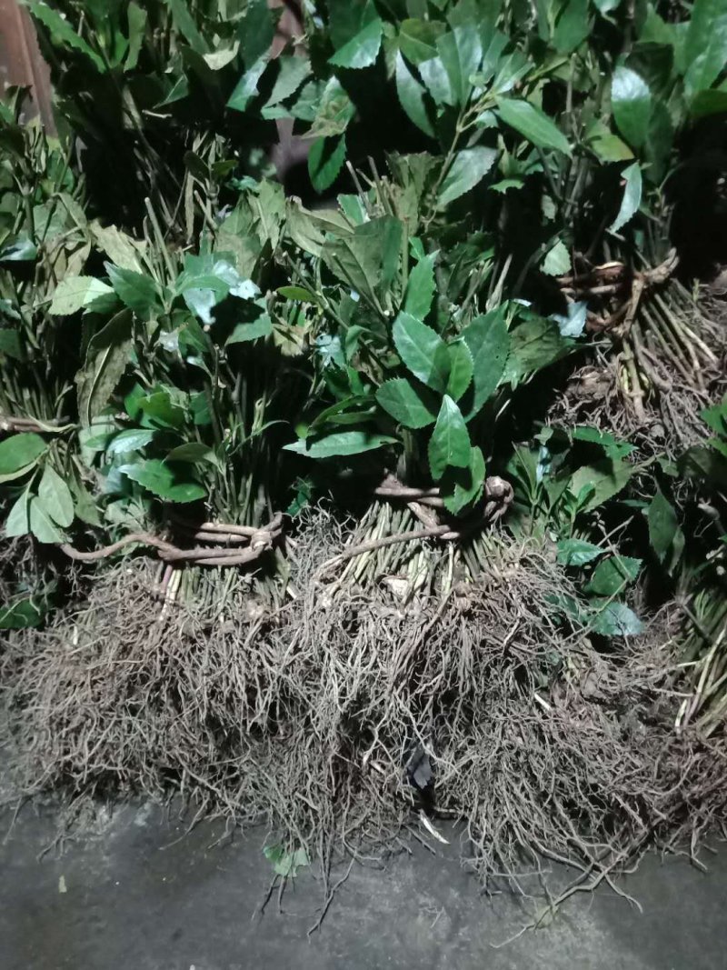 草珊瑚苗