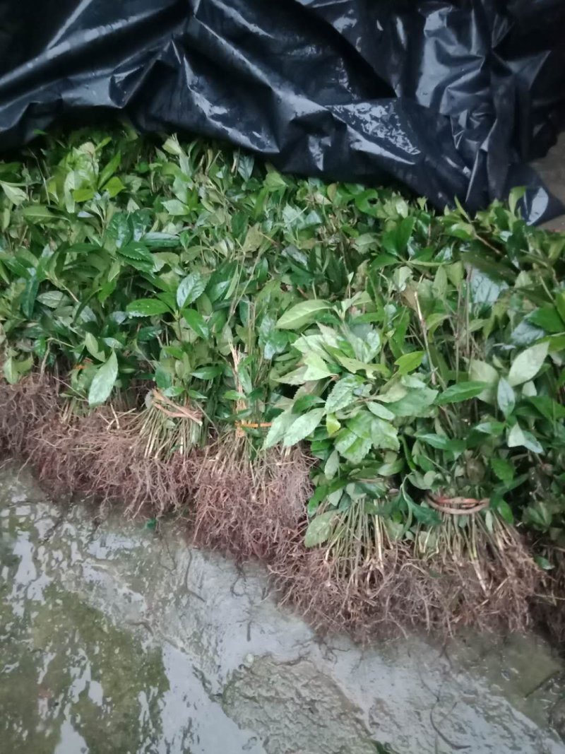 草珊瑚苗