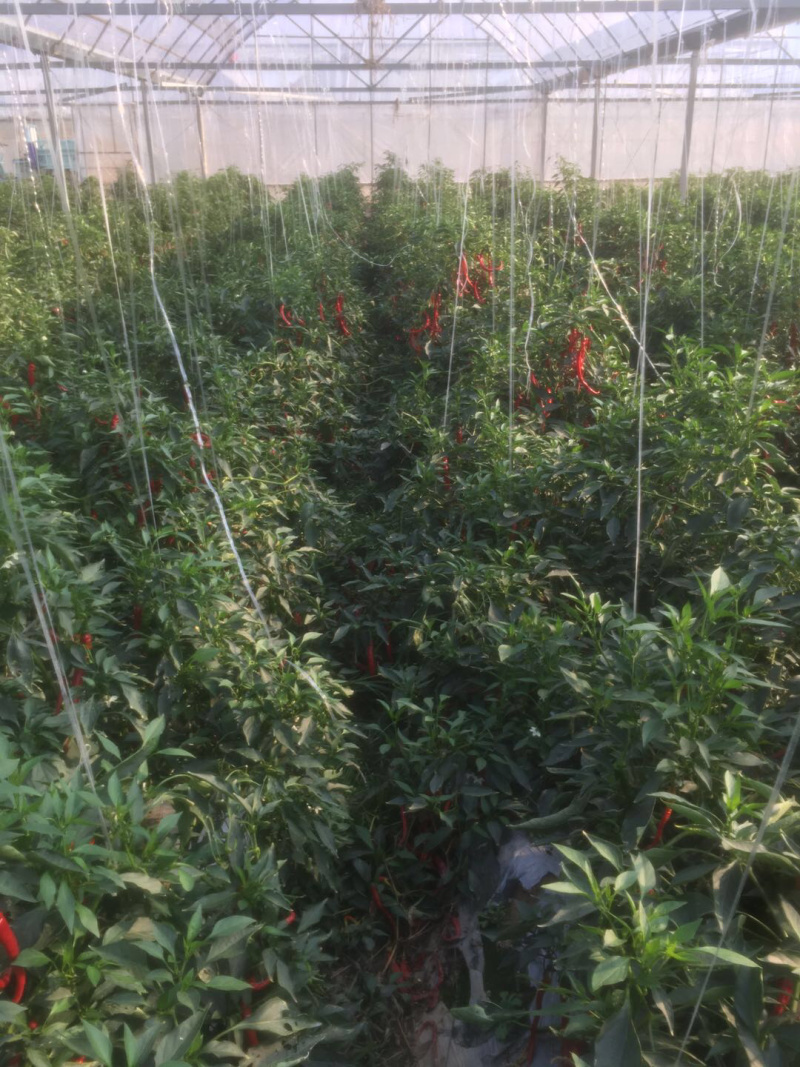 宁都红线椒货源充足，诚信代办产地直供，可视频看货