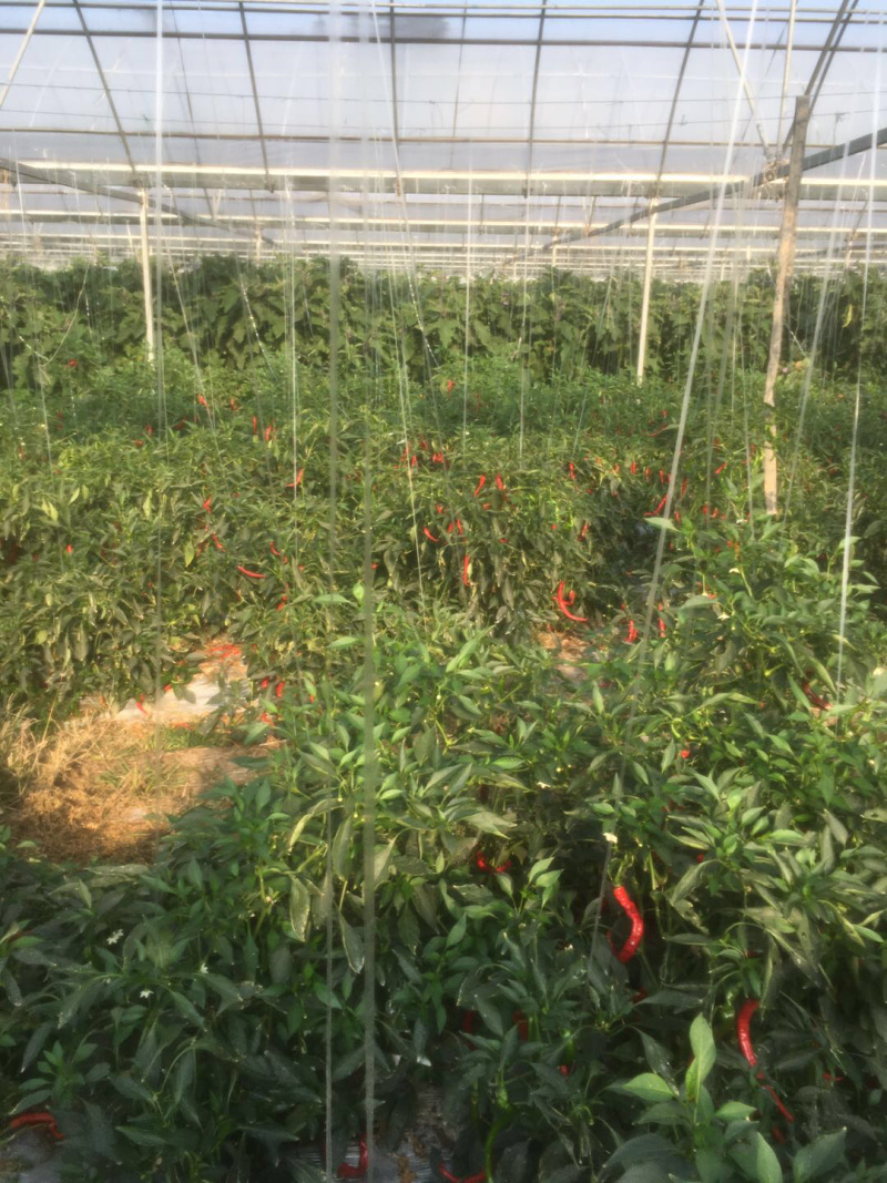 宁都红线椒货源充足，诚信代办产地直供，可视频看货