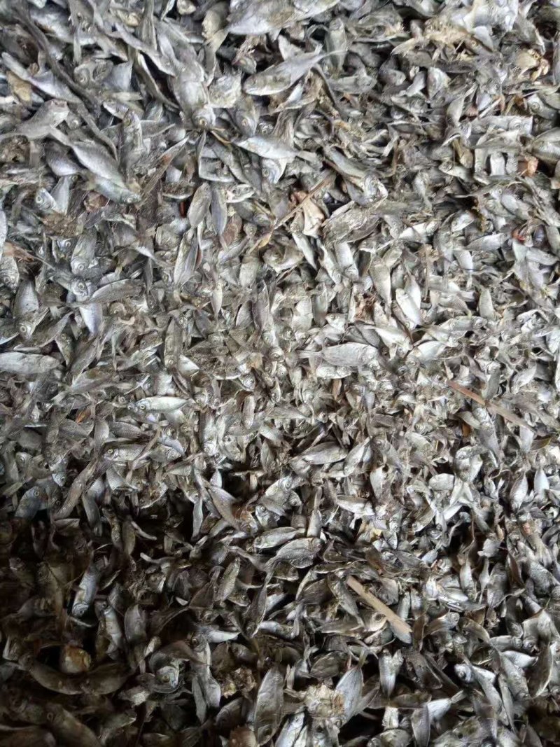 饲料鱼干海边直发价格美丽