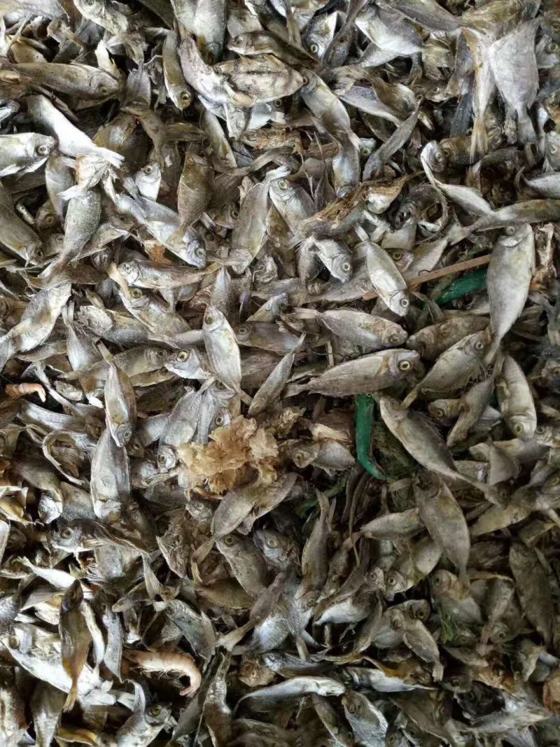 饲料鱼干海边直发价格美丽
