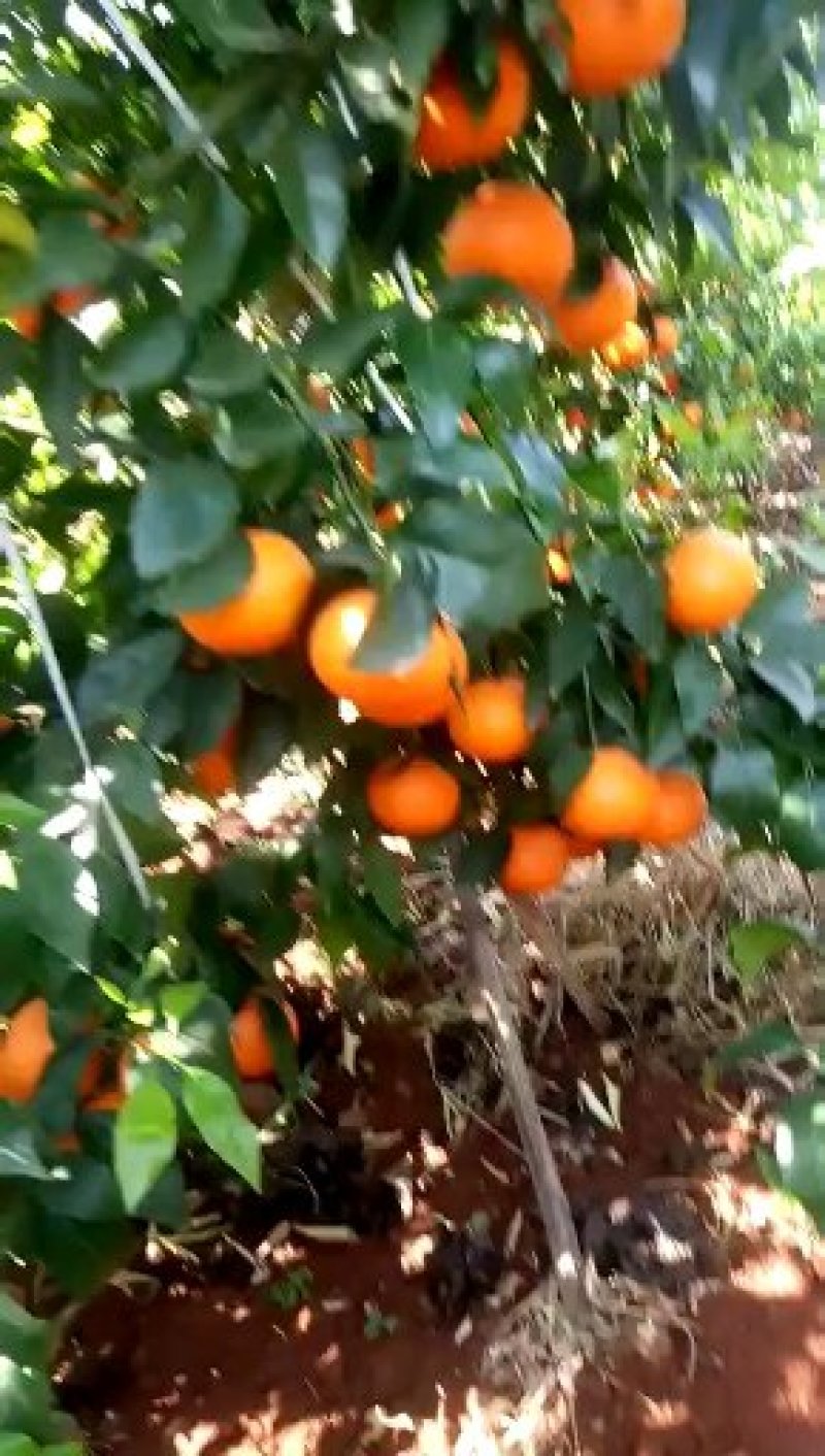 云南沃柑，大量上市，谢谢全国各地的朋友，老板看货，订货了