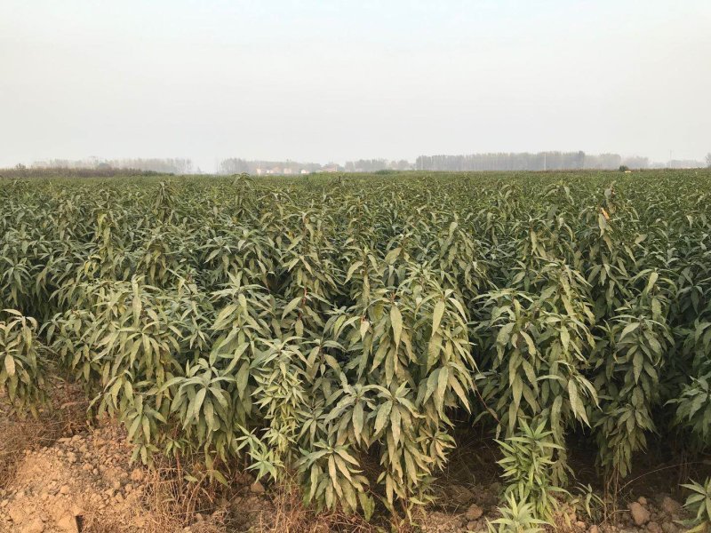 优质⭐️安徽砀山桃树苗，现挖现装