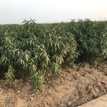 优质⭐️安徽砀山桃树苗，现挖现装