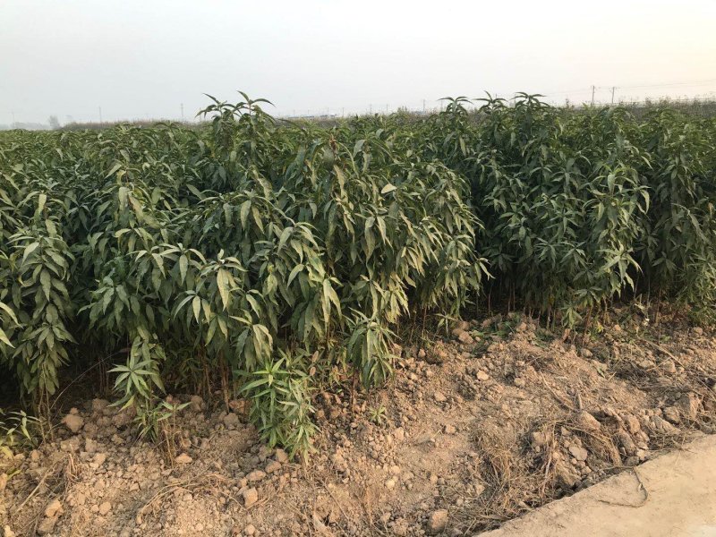优质⭐️安徽砀山桃树苗，现挖现装