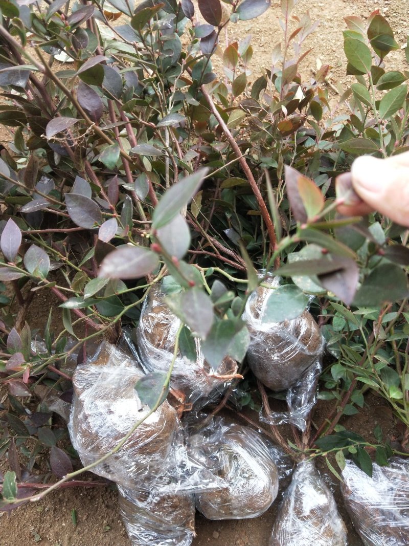 蓝莓苗薄雾蓝莓盆景蓝莓树苗南北方盆栽地栽微土球发货