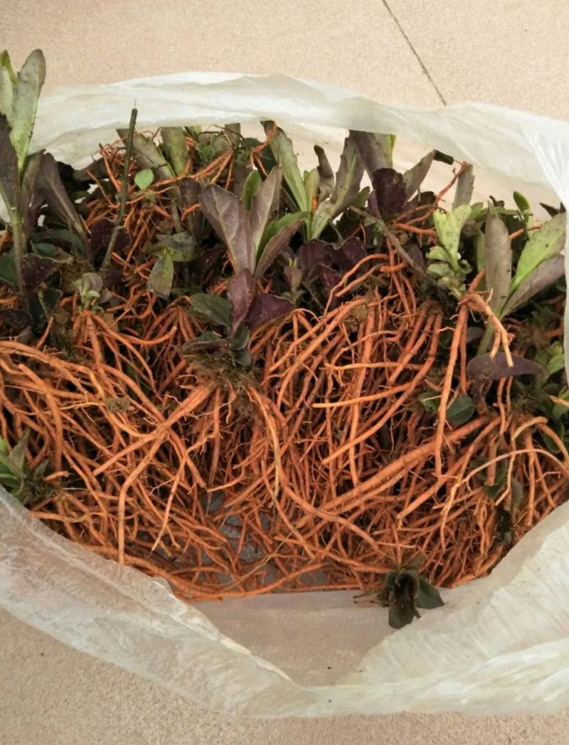野蚕豆