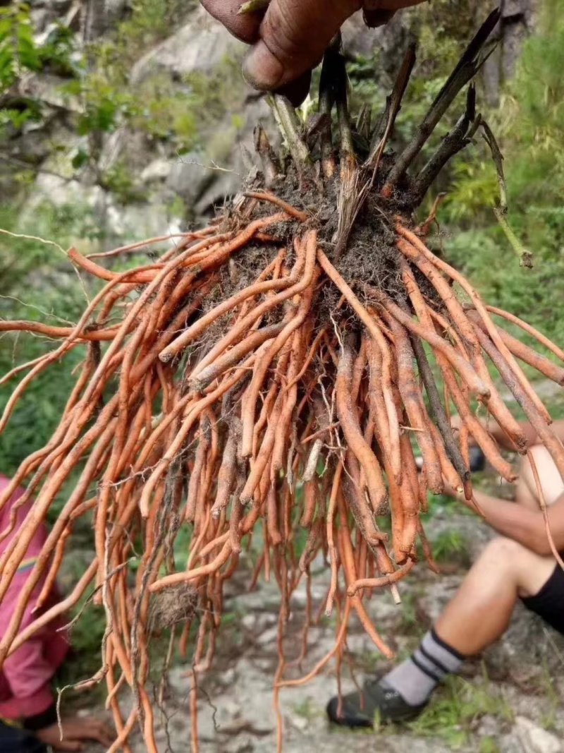 野蚕豆