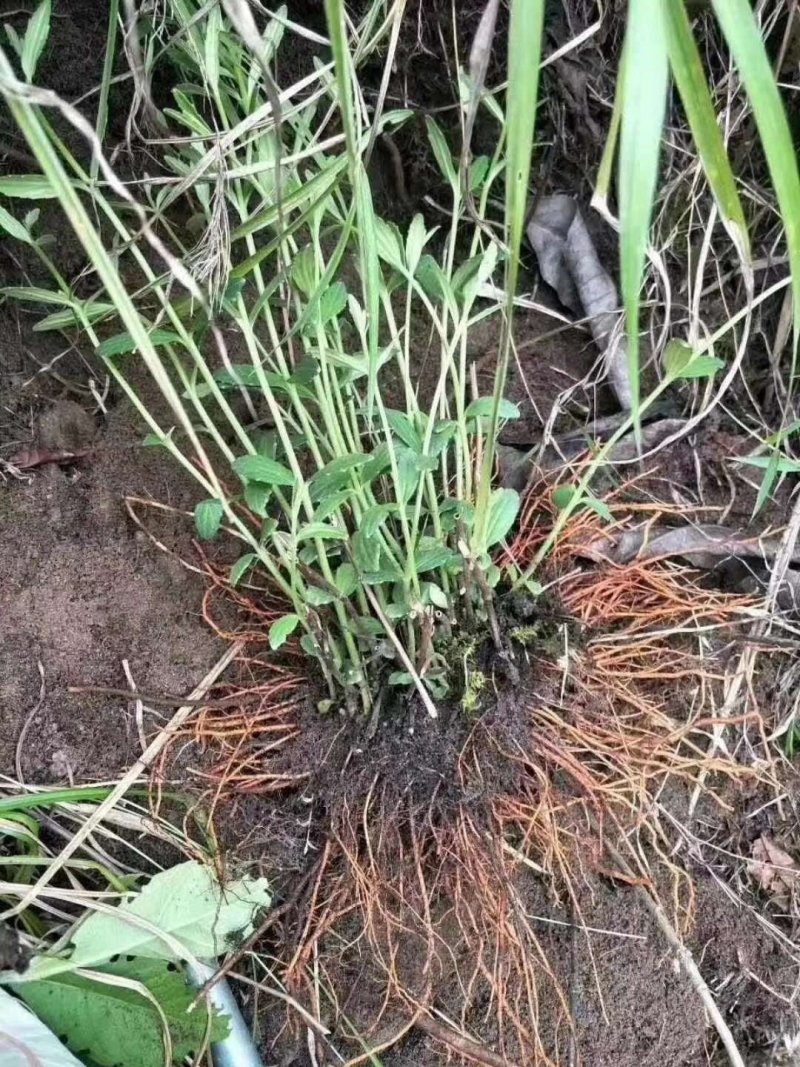 野蚕豆
