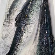 挪威三文鱼
