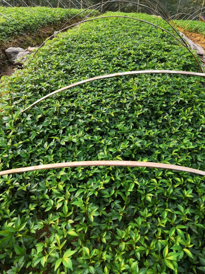 基地批发藤椒芽苗藤椒小苗花椒芽苗九叶青花椒小苗