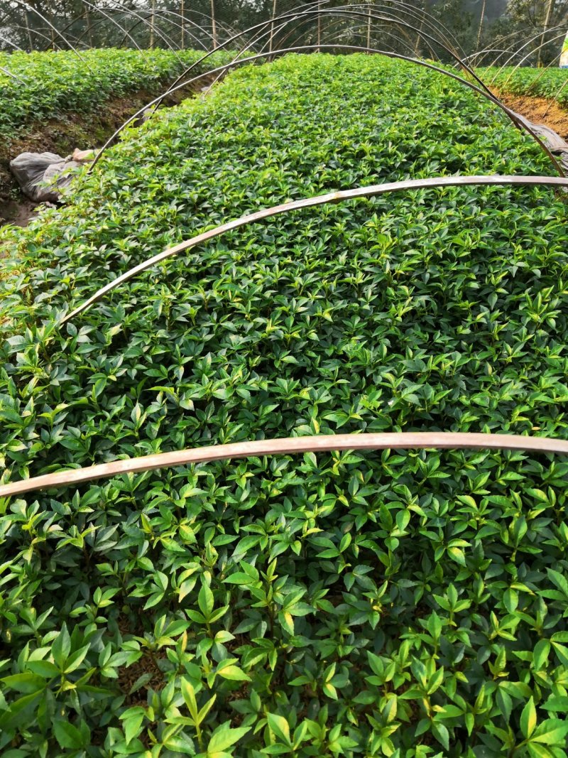 基地批发藤椒芽苗藤椒小苗花椒芽苗九叶青花椒小苗