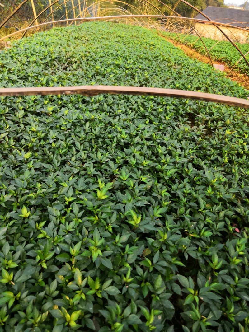 基地批发藤椒芽苗藤椒小苗花椒芽苗九叶青花椒小苗