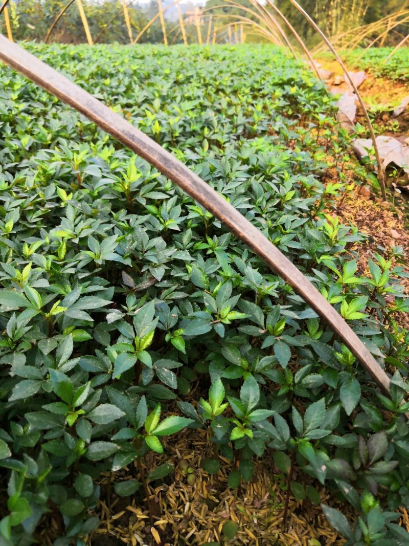 基地批发藤椒芽苗藤椒小苗花椒芽苗九叶青花椒小苗