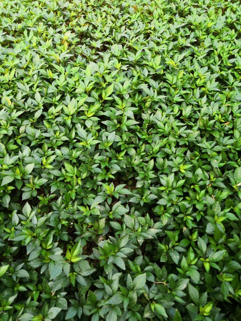 基地批发藤椒芽苗藤椒小苗花椒芽苗九叶青花椒小苗