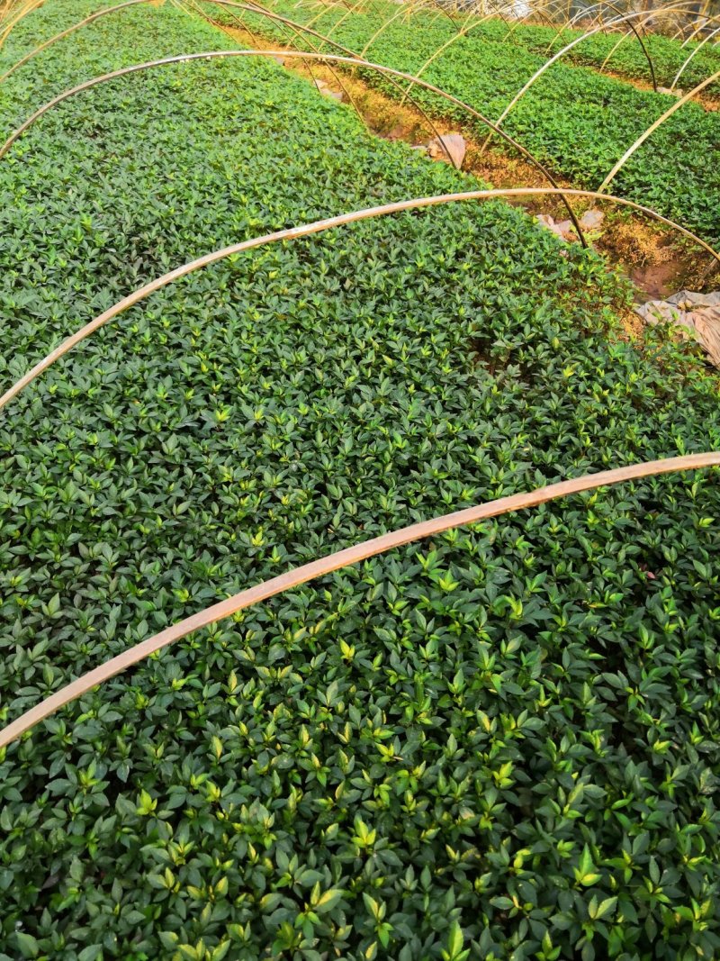 基地批发藤椒芽苗藤椒小苗花椒芽苗九叶青花椒小苗