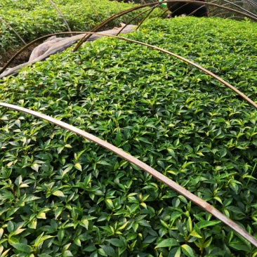 基地批发藤椒芽苗藤椒小苗花椒芽苗九叶青花椒小苗
