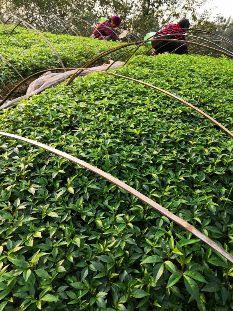 基地批发藤椒芽苗藤椒小苗花椒芽苗九叶青花椒小苗