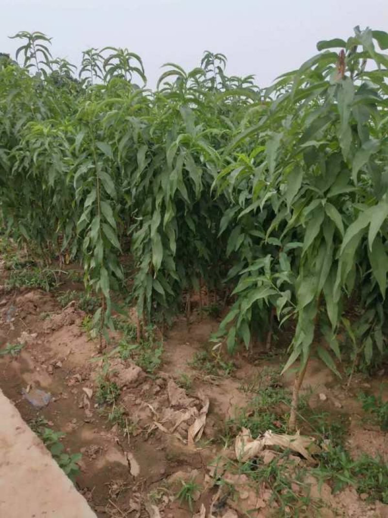 包邮大红桃产量高，根系发达成活率高，量大优惠，